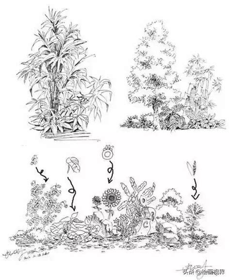 植物畫法